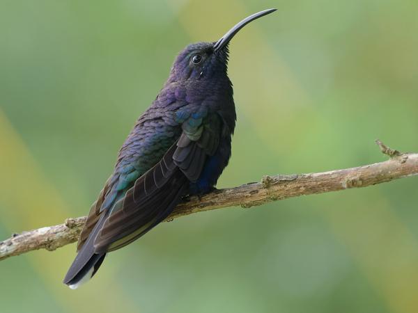 <h3><a href="/trips/costa-rica/biota/animalia/chordata/aves/033 apodiformes/004 trochilidae/campylopterus hemileucurus/campylopterus hemileucurus-nl.html">Campylopterus&nbsp;hemileucurus</a> / Violet&nbsp;sabrewing / Violette&nbsp;sabelvleugel</h3>OM-1 Mark II met OLYMPUS M.150-400mm F4.5 TC, 1/250 sec  bij F5.6, ISO 5000, afstand 2.05&nbsp;m
